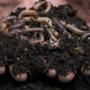 composting-nightcrawlers-benefits-fishing-worms-sq