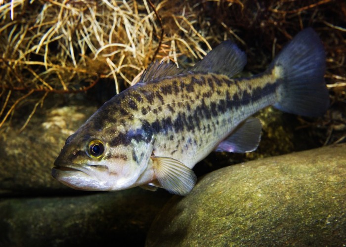 large-mouth-bass fishing