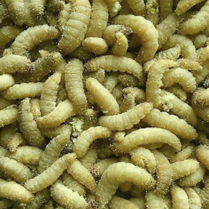 live-bait-waxworms-sq